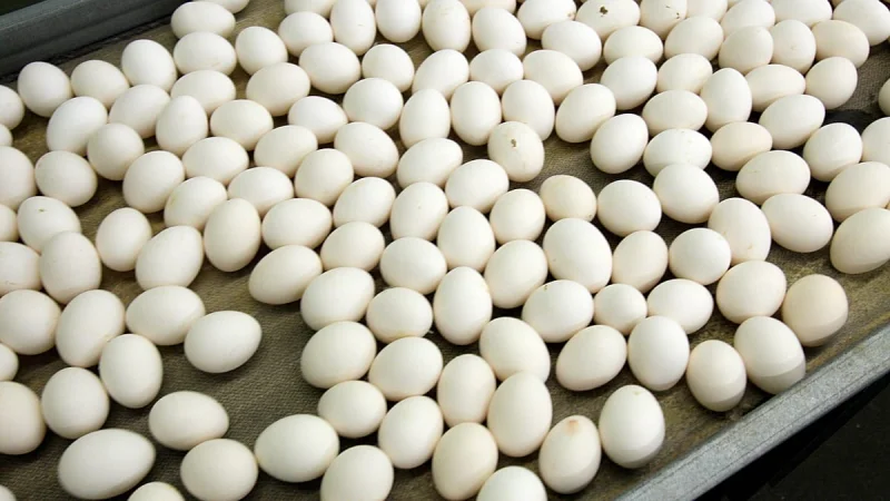 Belgium Salmonella Outbreak Eggs Laerco infects 306 people in outbreak