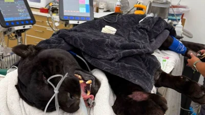 Samba Black Jaguar Snake Bite kills 14-year-old at Cat Haven