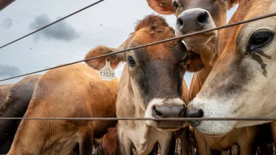 USDA Recalls Nearly 30,000 Pounds of Argentine Beef in Texas and Florida
