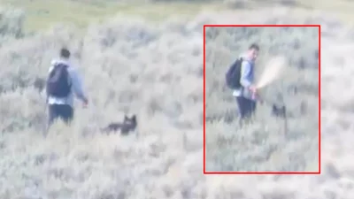 Ignazio Zanin Uses Bear Spray Twice in Yellowstone Wolf Encounter — Yellowstone Wolf Approaching Hiker Video