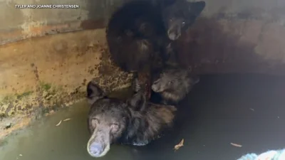 Jamie Kirk helps free 4 bears in California Bear Family Water Tank Rescue