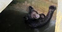 Jamie Kirk Helps Rescue 3 Cubs in California Bear Water Tank Rescue