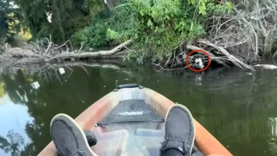 @Caylor.atx rescues drowning cat in August 31 kayak save — Kayaker Rescues Kitten