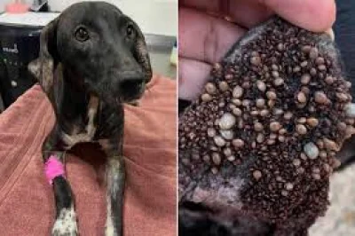 Princess Street Dog Rescue Seeks Foster Home in Southern California