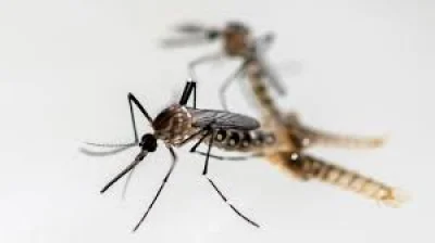 David Smith warns over first UK Aedes aegypti breeding — Zika Virus Mosquito