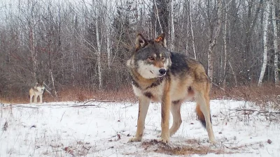 Trump order puts Mexican Wolf review on three-month clock
