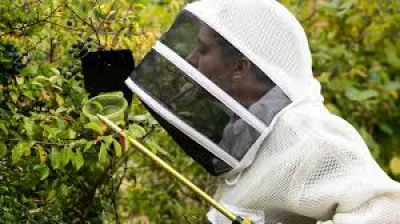 Tony Warren cites 53 nests in Asian Hornet Nest Isle Of Wight spread