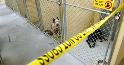 Leshon Johnson Sentenced to 60 Months in Prison After Dog Fighting Conviction
