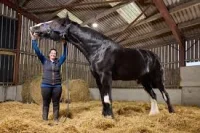Hugo lifts World's Tallest Horse record at 199cm in Towcester
