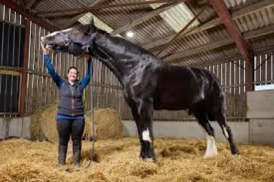 Hugo lifts World's Tallest Horse record at 199cm in Towcester