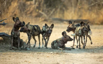 Matt Becker Says African Wild Dog Trek Set 4,126-Km Record