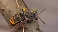 Cath Charnock urges reports after Oldham Asian Hornets nest