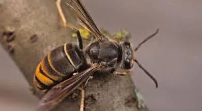Cath Charnock urges reports after Oldham Asian Hornets nest