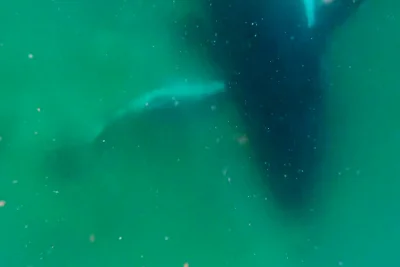 Olaf Meynecke describes Humpback Whale calf care for more than an hour