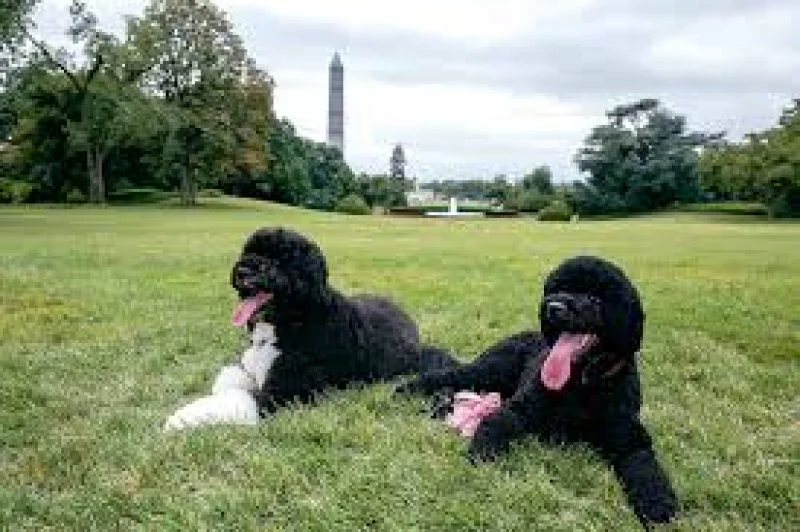 Barack Obama and Michelle Obama mourn Sunny Obama after 13 years