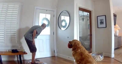 Dante Rowley says Golden Retriever Nash greeted burglar with toys