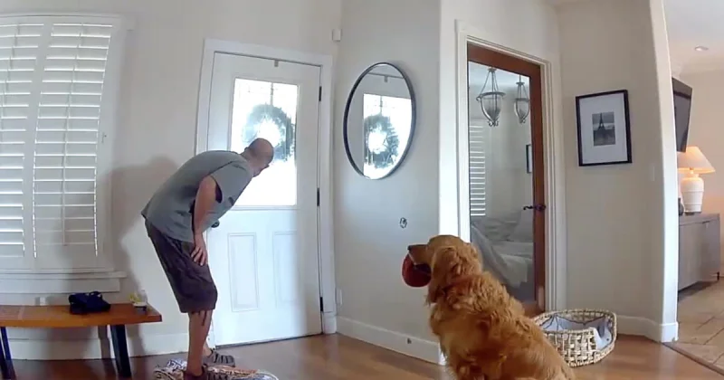 Dante Rowley says Golden Retriever Nash greeted burglar with toys