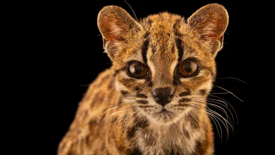 Paola Nogales-Ascarrunz Identifies Leopardus tilcayo, New Cat Species in Bolivia