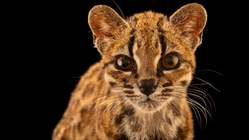 Paola Nogales-Ascarrunz Discloses Leopardus tilcayo, a Tiger Cat First in 100 Years