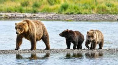 Face Off: 12th annual Fat Bear Week begins at Katmai national park