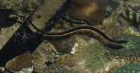 Greg Pauly seeks verification after Orange County Sea Snake sighting