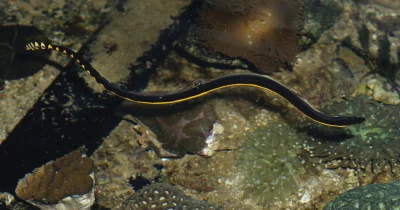 Greg Pauly seeks verification after Orange County Sea Snake sighting