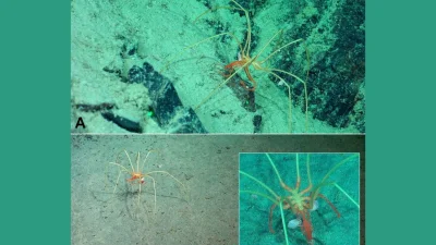 Researchers Document Deep Sea Hitchhiking by 2024 Sea Spiders