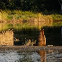 Mark Sturm says Fat Bear Week begins with more cubs
