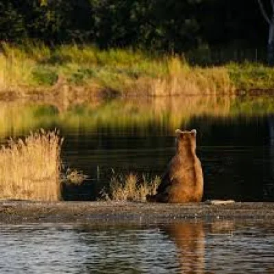 Mark Sturm says Fat Bear Week begins with more cubs