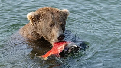 Fat Bear Week returns as Alaska's biggest bears compete