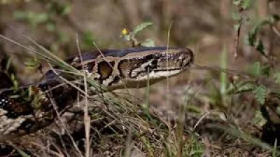 Tom Rahill wins $10,000 at Tom Rahill Everglades Python Hunt