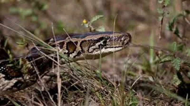 Tom Rahill wins $10,000 at Tom Rahill Everglades Python Hunt