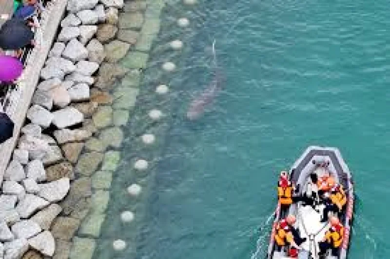 Busan’s North Port Busan Shark Trapped drew 607,000 visits