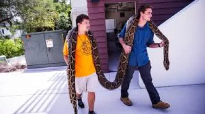 Tom Rahill wins $10,000 after 96 pythons in Record Burmese Python In Big Cypress Preserve