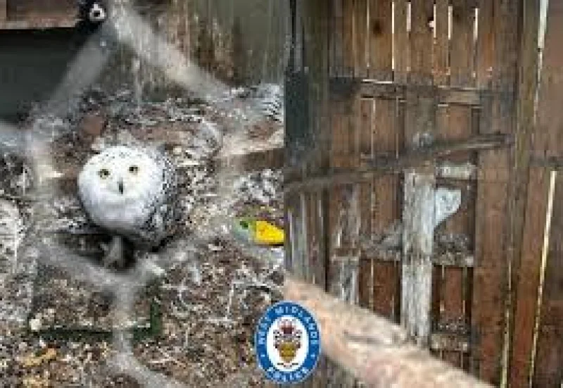 Ben Dolan Says Neglected Animals Rescued In Halesowen, Nine Weapons Seized
