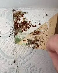 Gareth Davies says Cardiff outbreak was worst in 38 years — Cardiff Bed Bug Infestation Gareth Davies