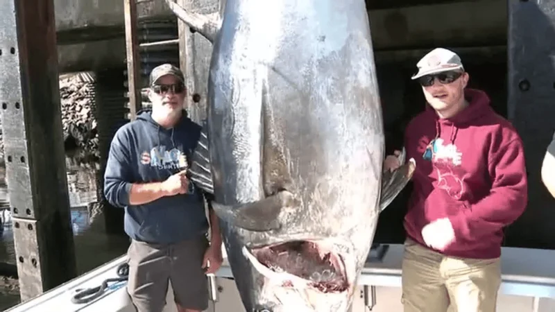1,116-pound bluefin tuna sets New Hampshire record — New Hampshire Giant Bluefin Tuna