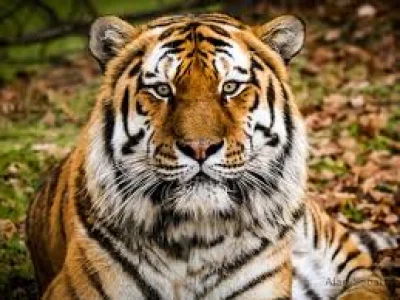 William Chapman Doncaster identified after tiger enclosure death