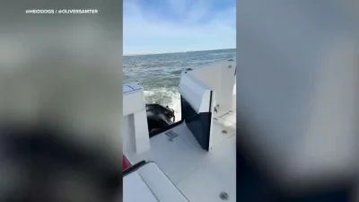 Steven Heid recounts Humpback Whale Boat Strike Long Island collision