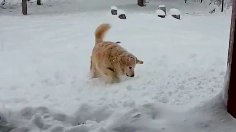 Montana Snowfall Totals reach 20 inches as warnings stay through Monday