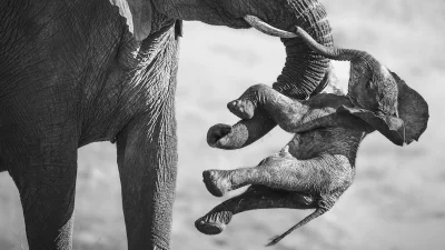 Federico Veronesi Wins 61st Wildlife Photographer of the Year in Wildlife Photography