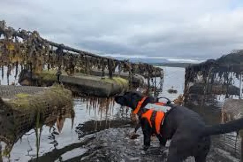 Sgiath wins Invasive Seaweed Bloom honour with hundreds found