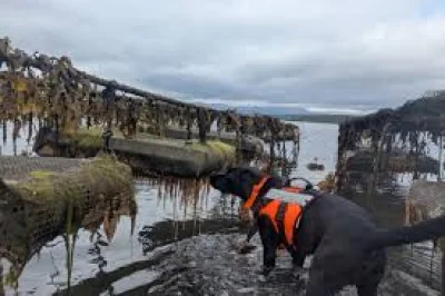 Sgiath wins Animal Action Awards honor for Sea Sickness detection