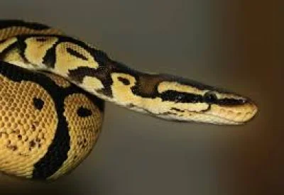 Cologne Customs Seize 37 Snakes in Cologne Airport Venomous Snakes Seized Case