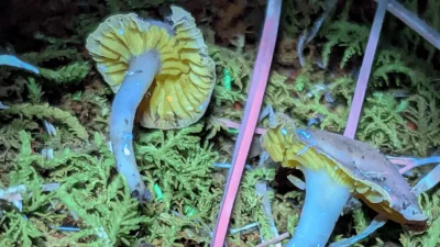 Drew Palmer tests West Virginia New Mushroom Discovery for new species