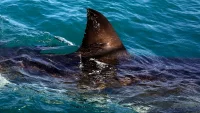Janine Lochrenberg killed in Orient Beach shark attack