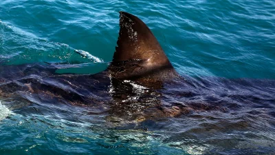 Janine Lochrenberg killed in Orient Beach shark attack