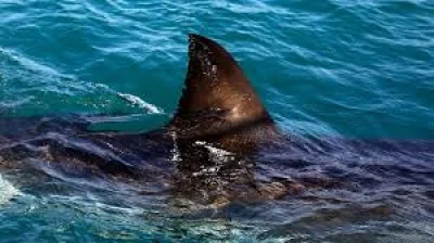 Janine Lochrenberg killed in Orient Beach shark attack
