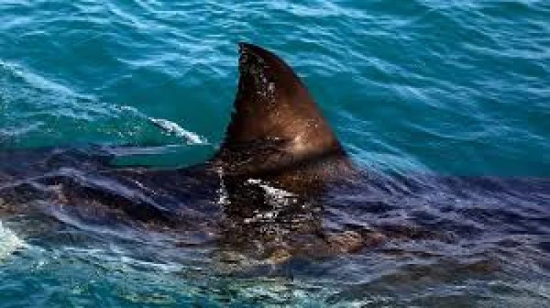 Janine Lochrenberg killed in Orient Beach shark attack