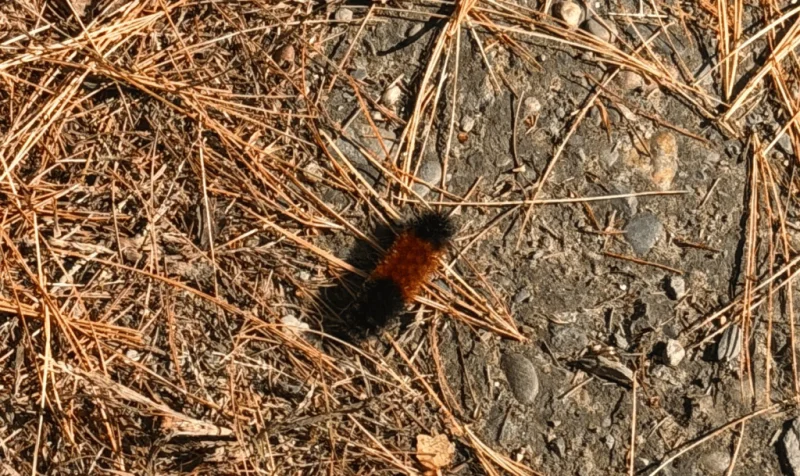Vermont Woolly Bear Points to Mild Winter in Predicting A Harsh Winter Using Wildlife